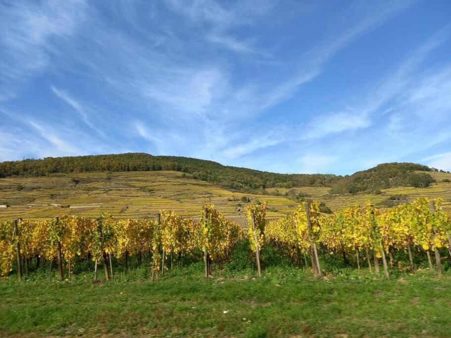 S'Gleina Gleck, In The Heart Of A Wine City, Charmant Studio 1 Piece Et 1 Salle De Bain Kaysersberg-Vignoble Eksteriør billede